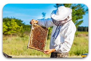 زنبور داری | PNA | پیشگامان نوید آرتیمان
