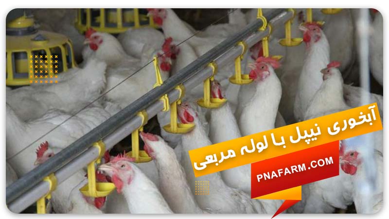 آبخوری مرغداری | انواع آبخوری مرغ | آبخوری نیپل مربعی | پیشگامان نوید آرتیمان