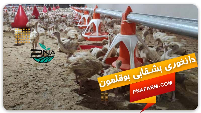 دانخوری بشقابی بوقلمون | سیستم دانخوری بشقابی | پیشگامان نوید آرتیمان | PNA