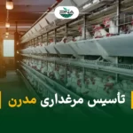 مرغداری مدرن: گامی در جهت افزایش تولید و سودآوری