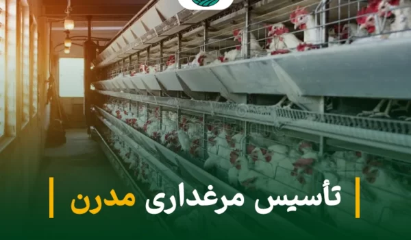 مرغداری مدرن: گامی در جهت افزایش تولید و سودآوری